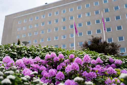 Blommor på JU:s campus